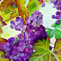 Wine Vine