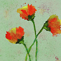 Poppies